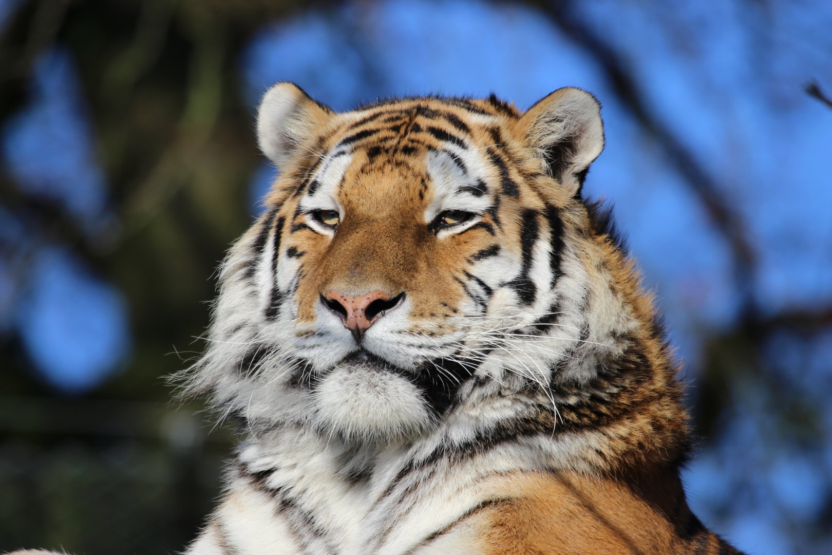 Amur Tiger