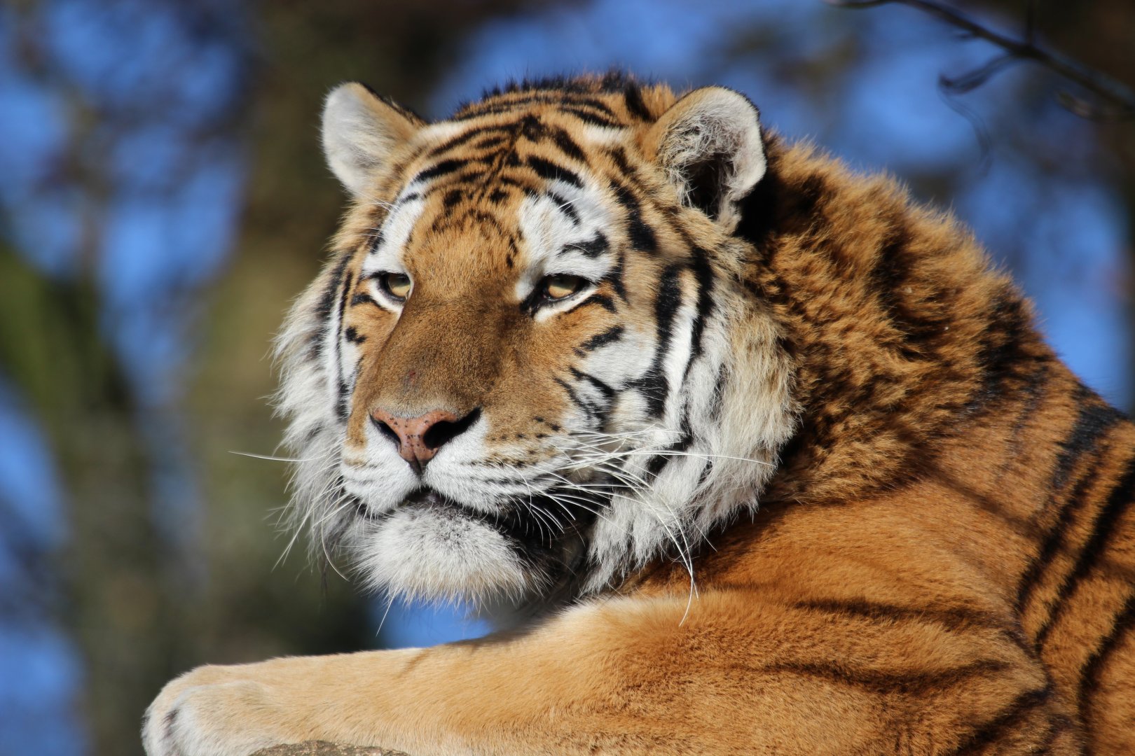 Amur Tiger