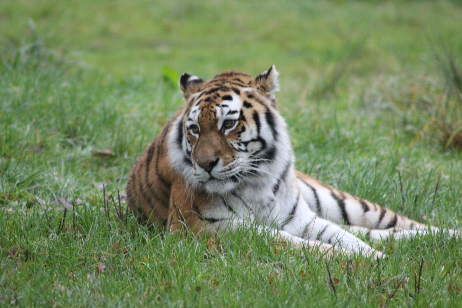 Amur Tiger