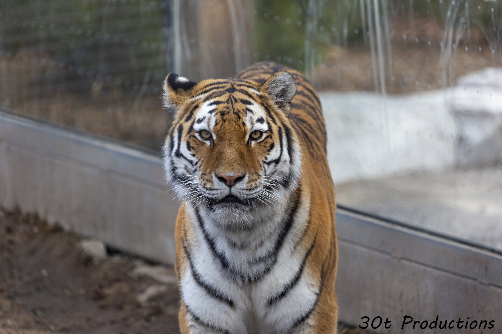 Amur Tiger
