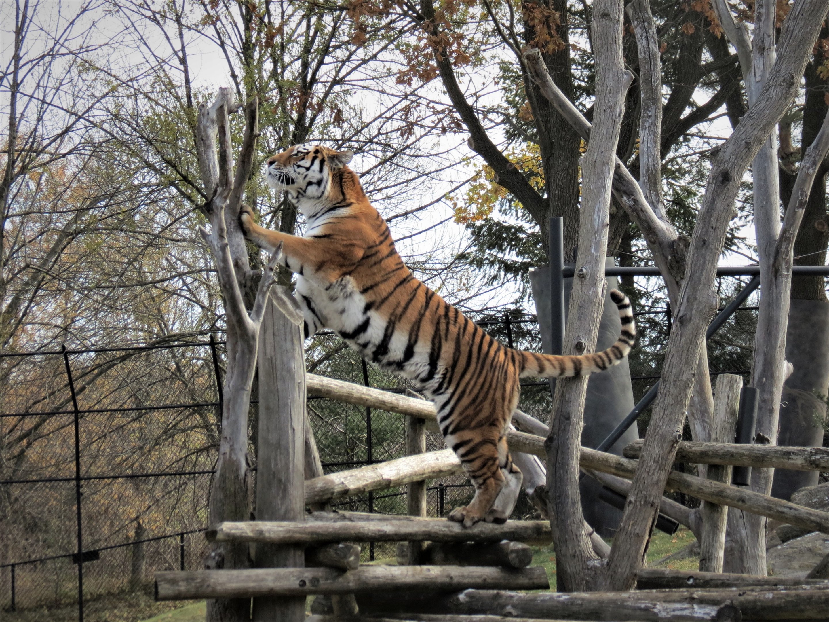 Amur Tiger