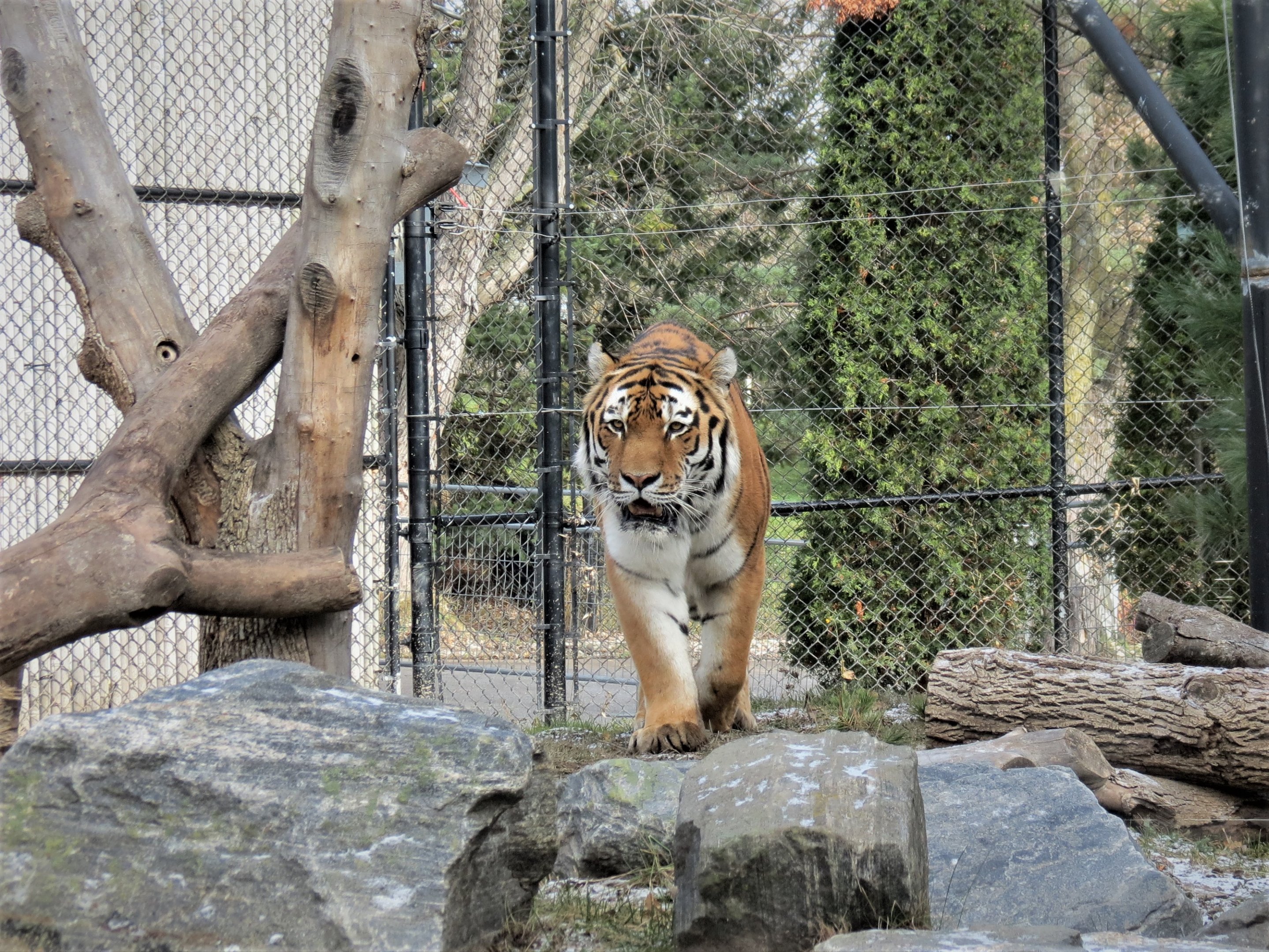 Amur Tiger