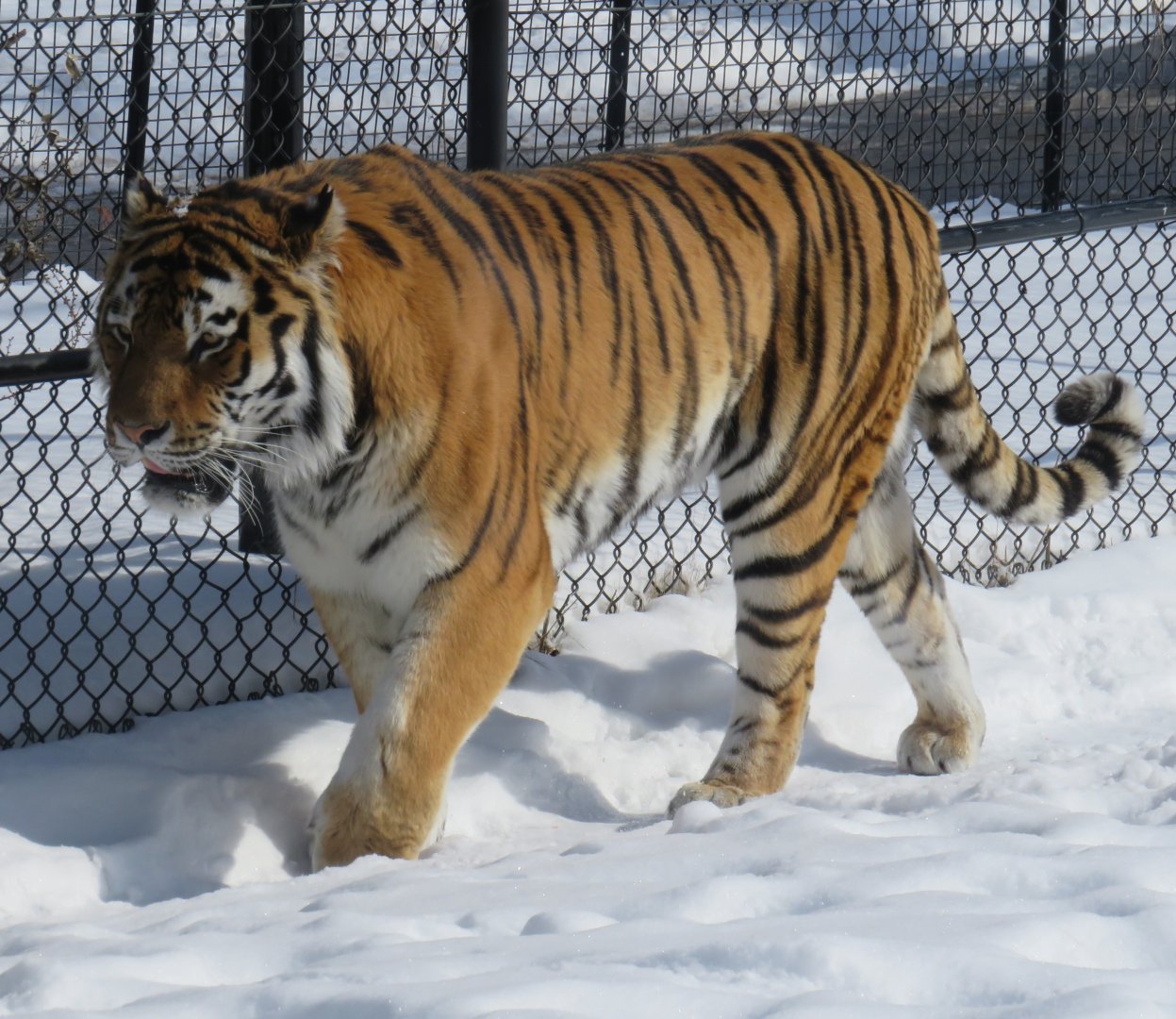Amur tiger