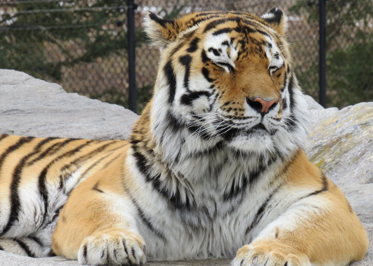 Amur tiger