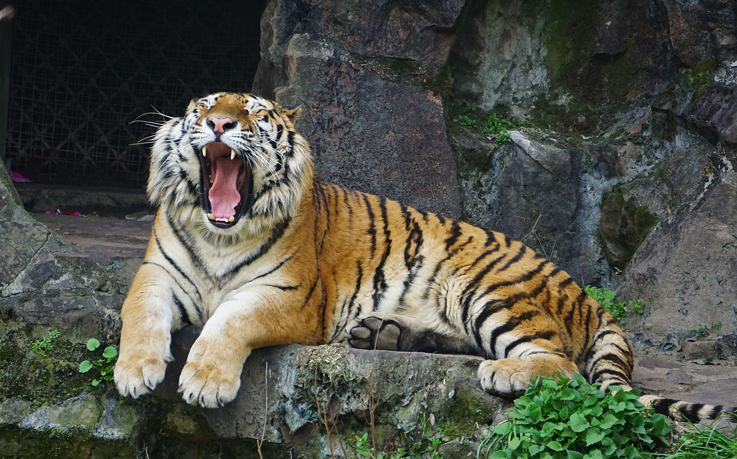 Amur tiger
