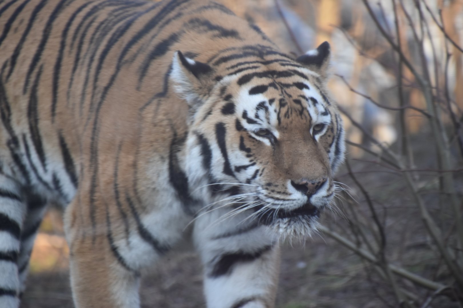 Amur tiger