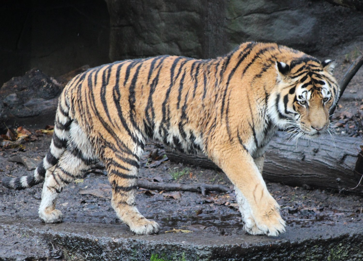Amur tiger
