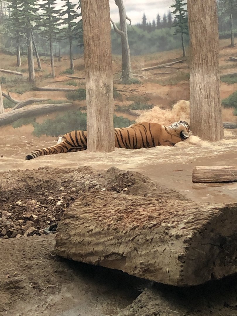 Amur Tiger