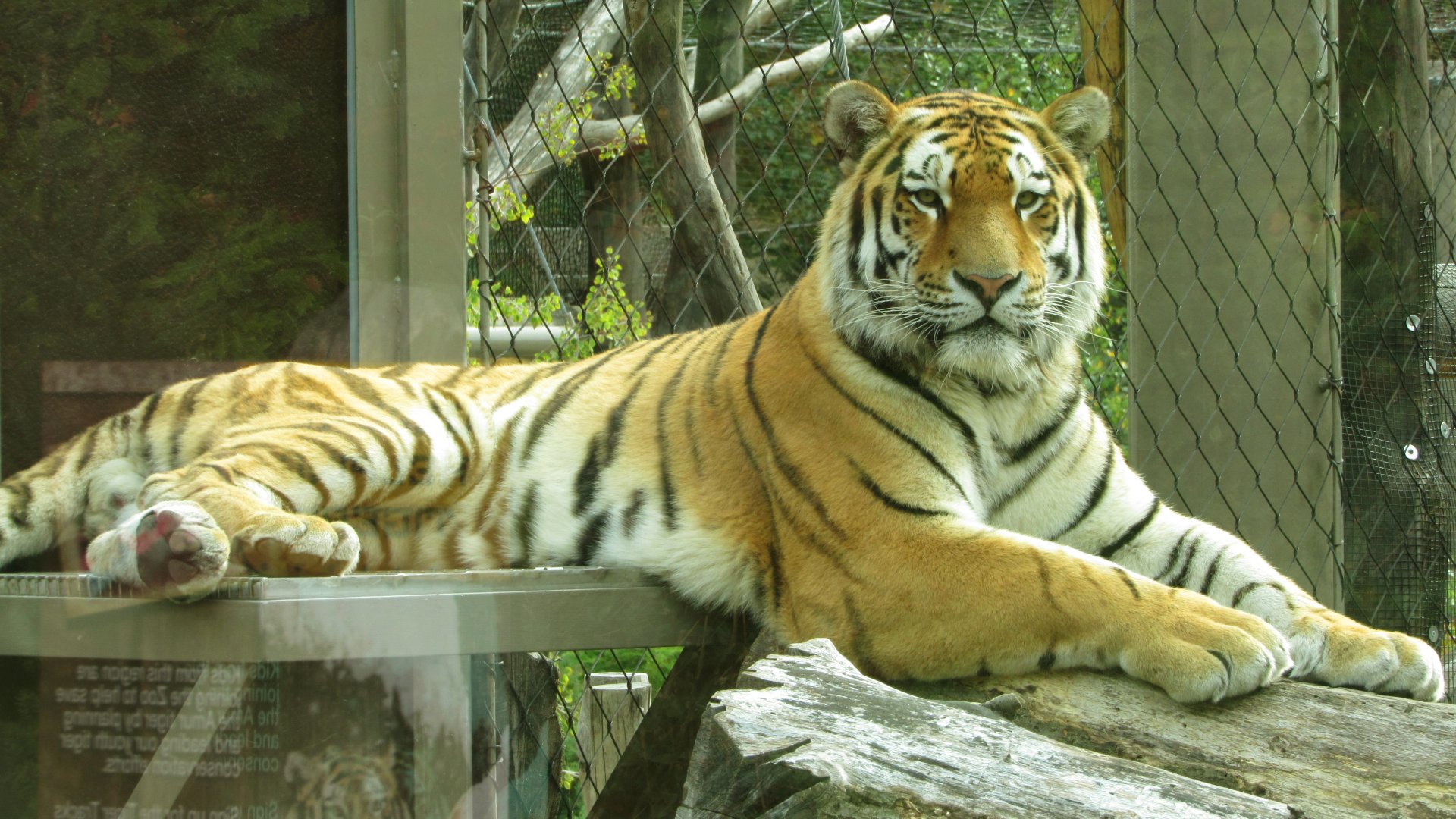 Amur Tiger