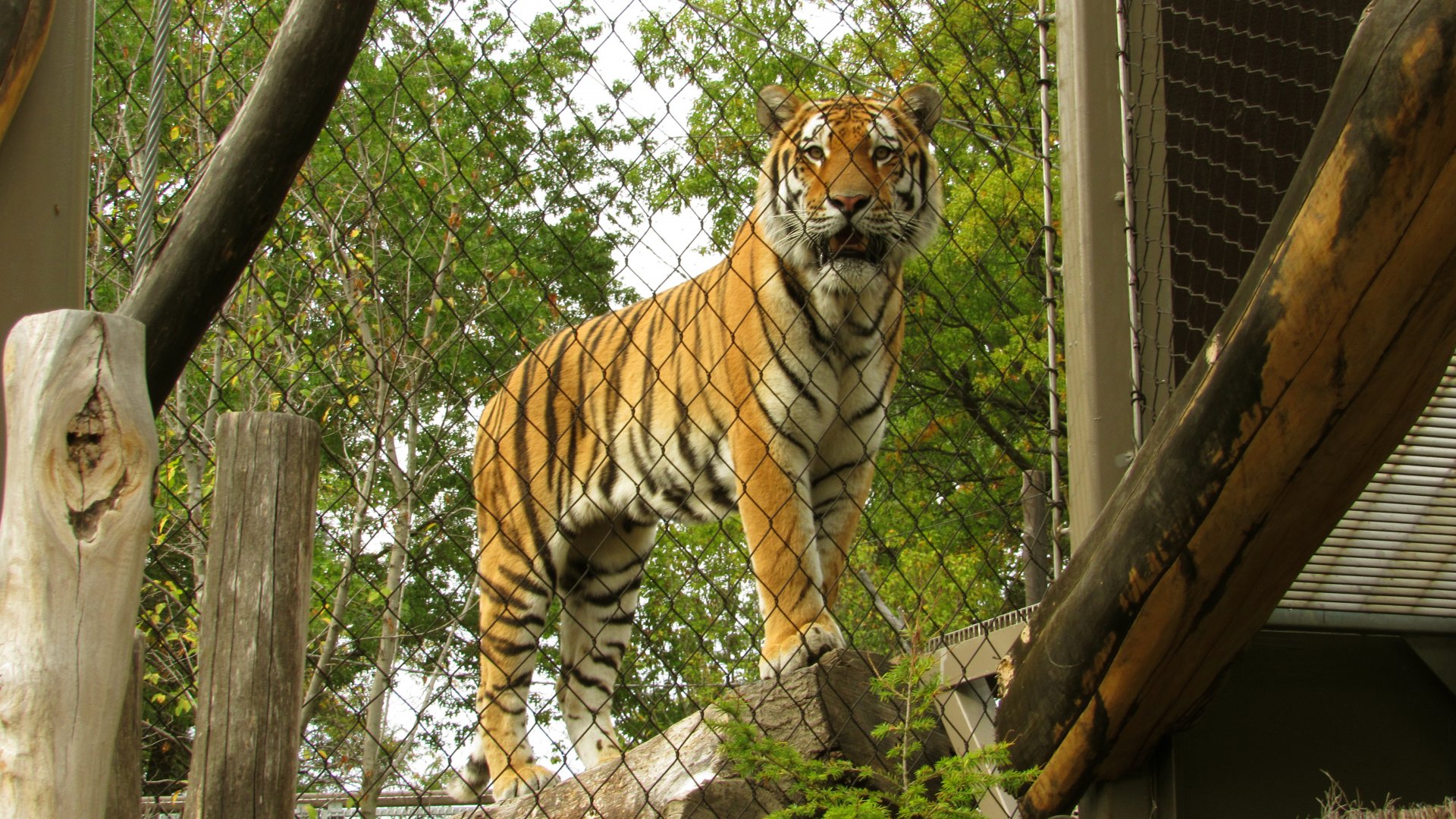 Amur Tiger