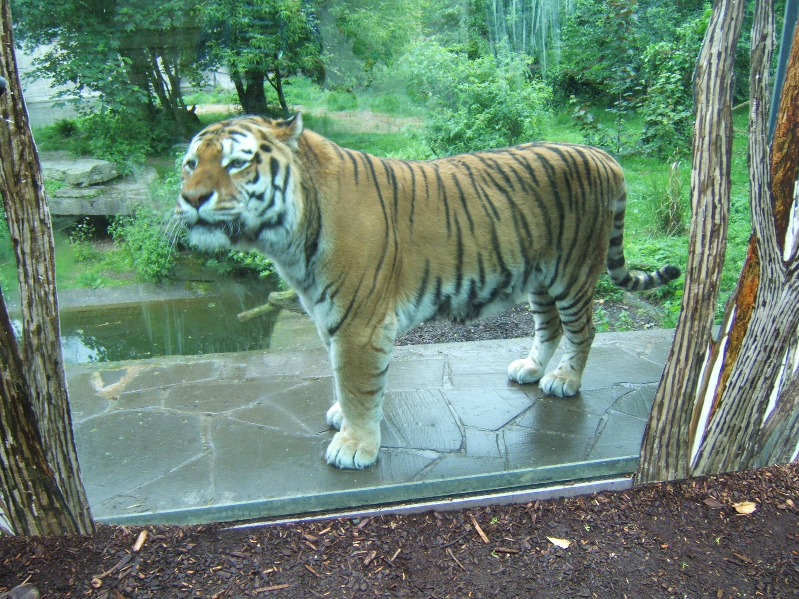 Amur Tiger