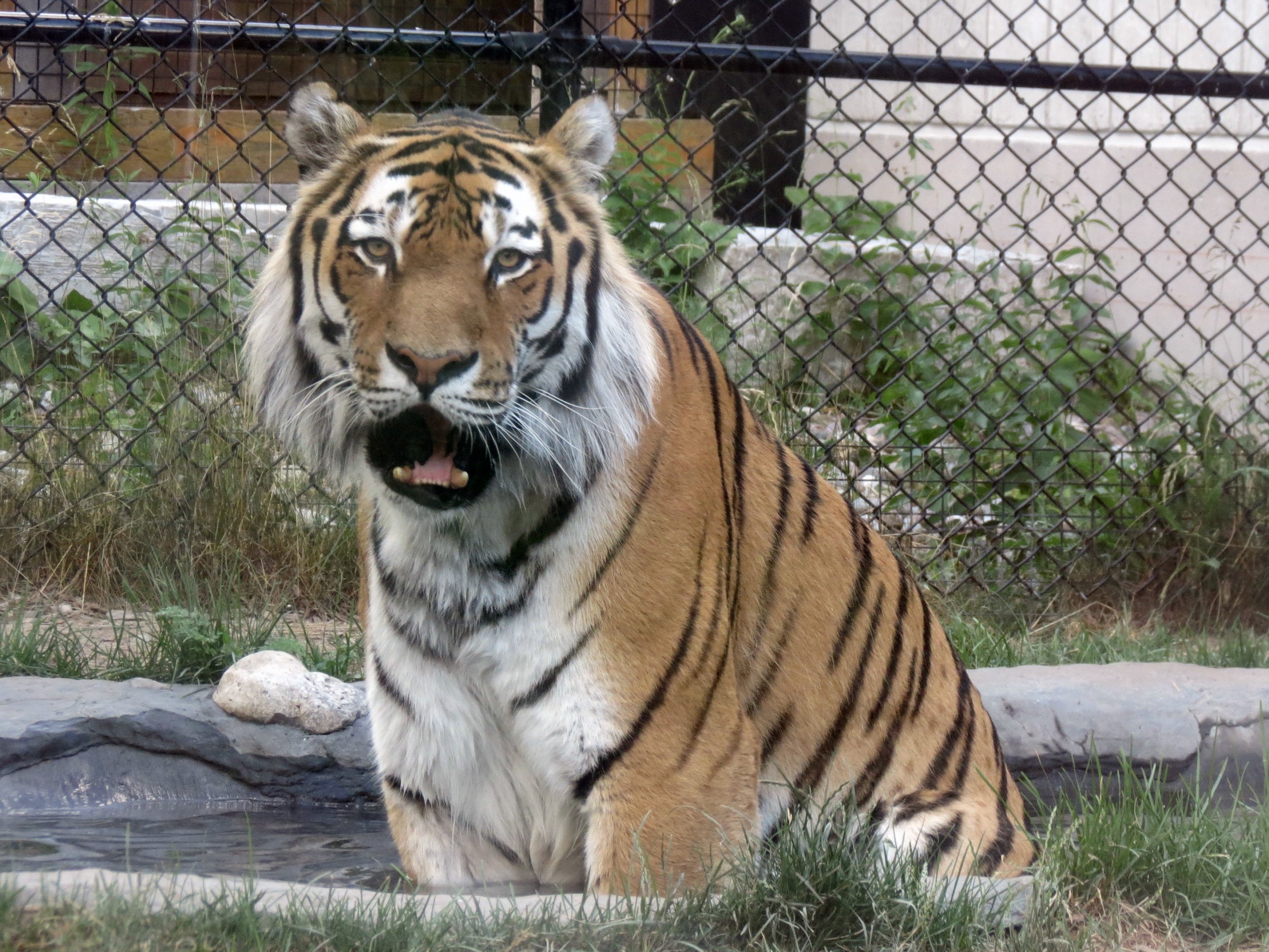 Amur Tiger