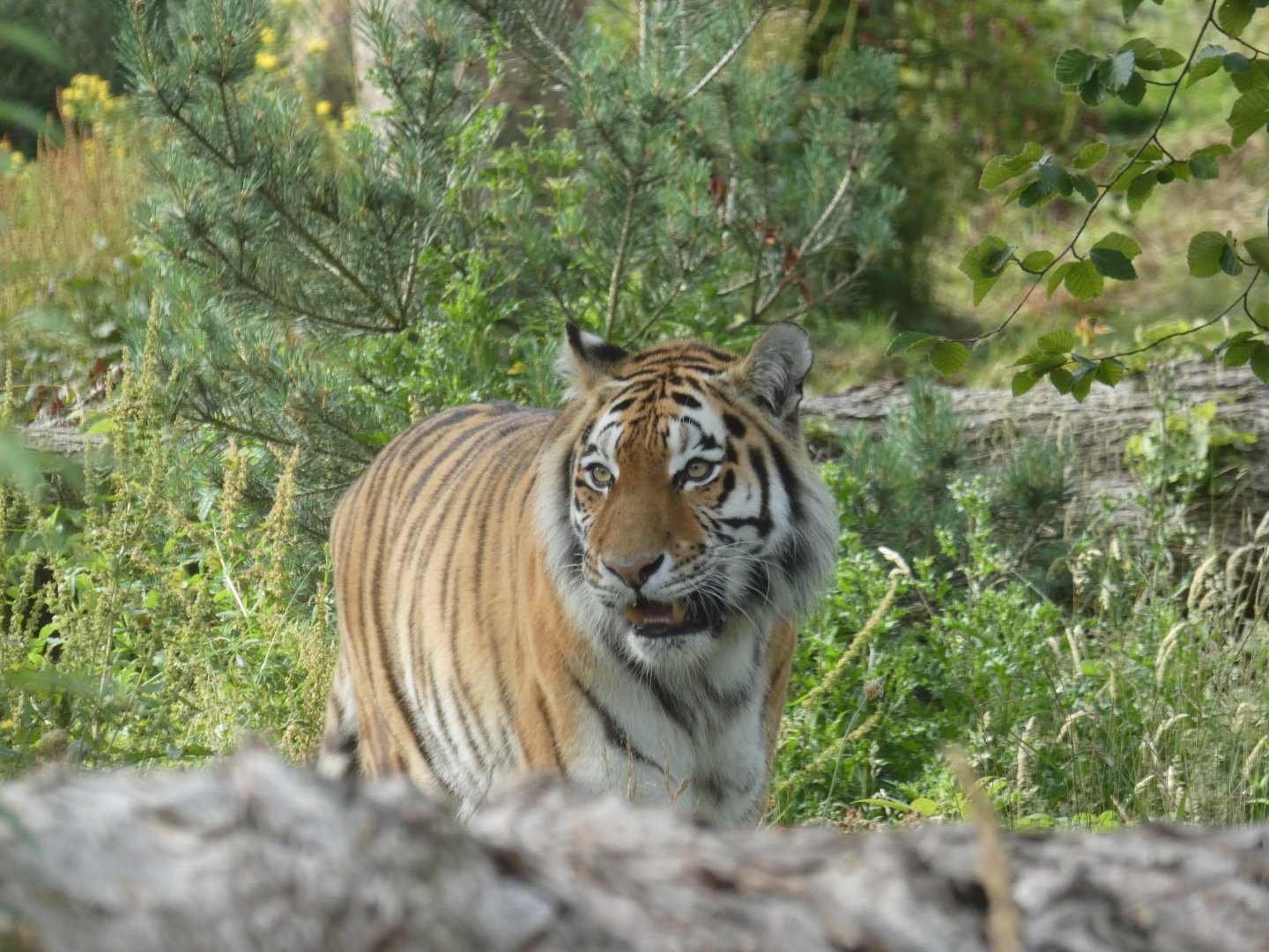 Amur Tiger