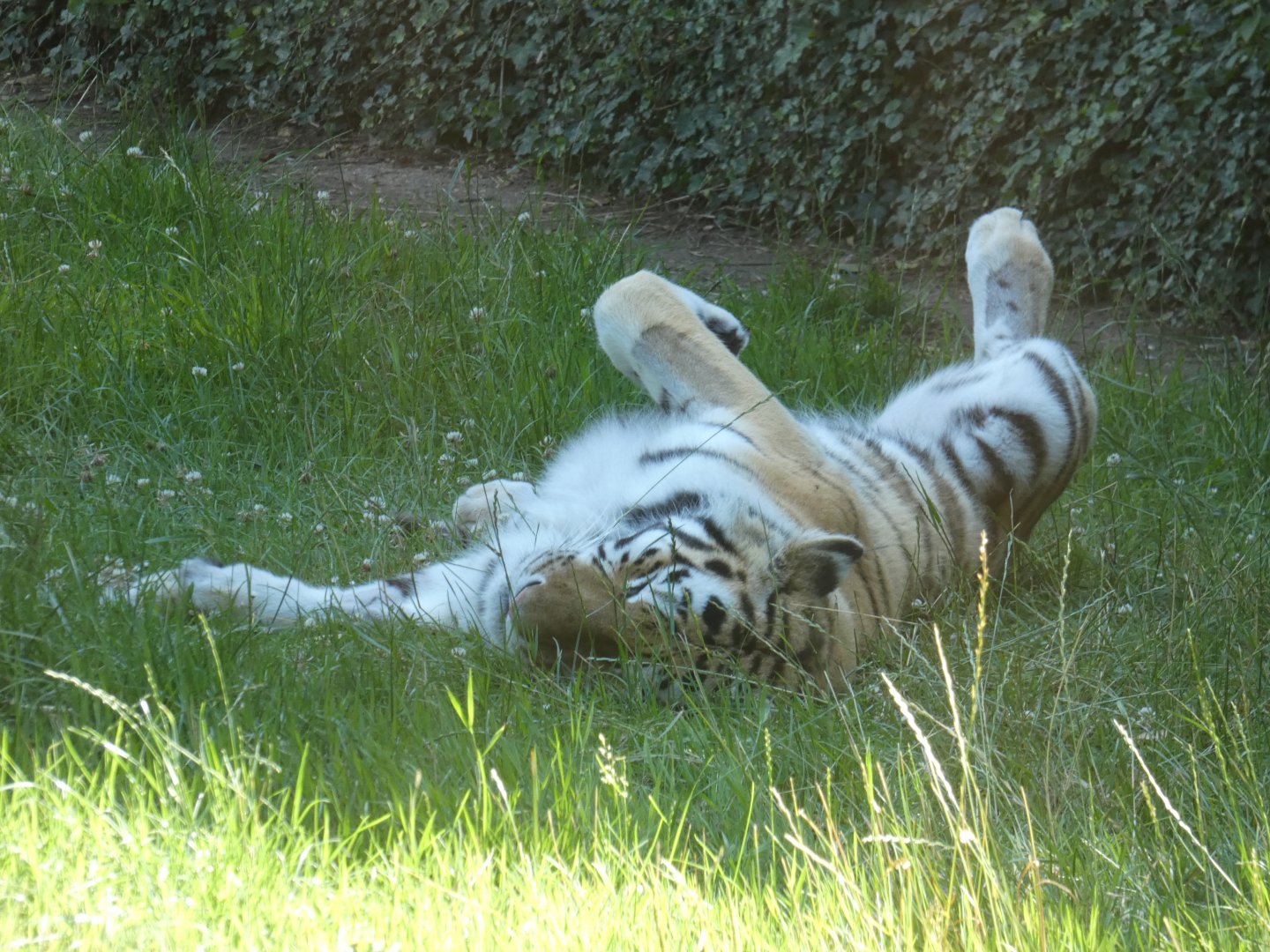 Amur Tiger