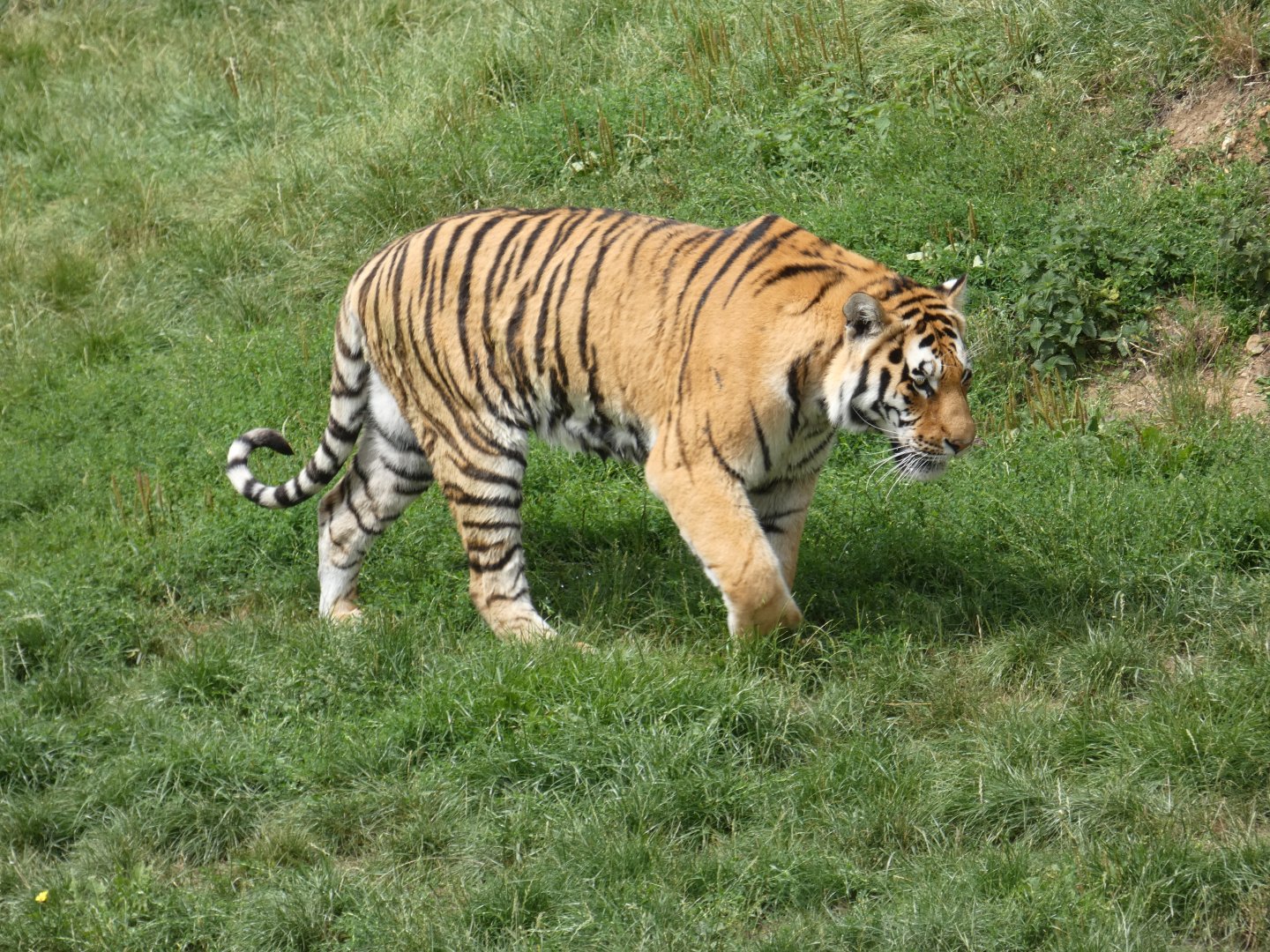 Amur Tiger
