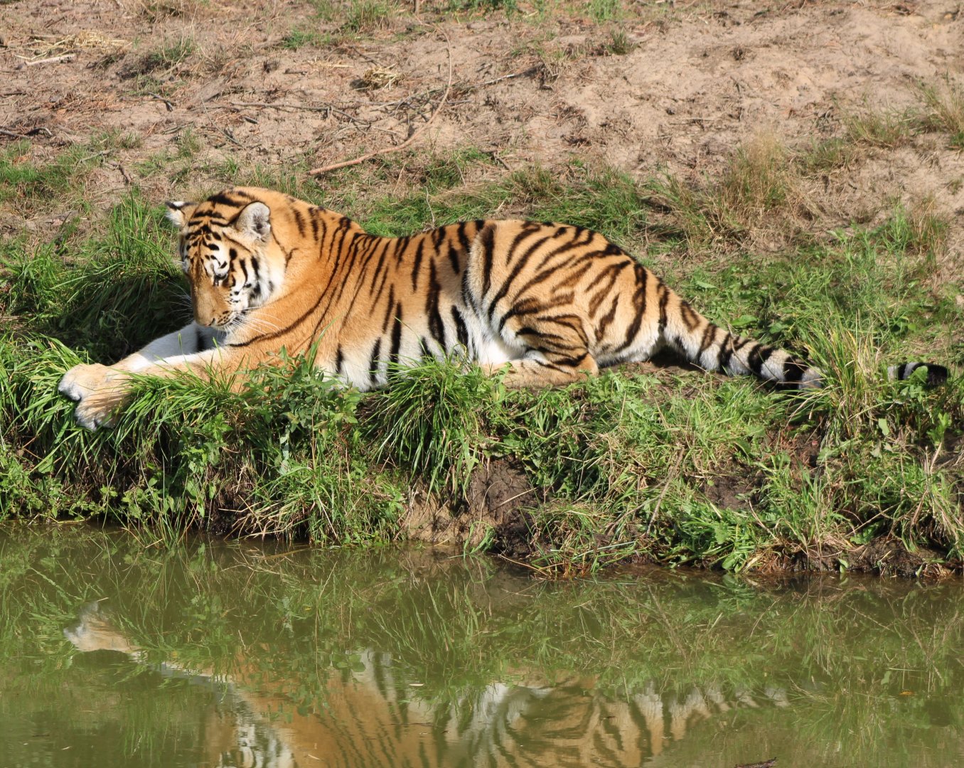 Amur tiger