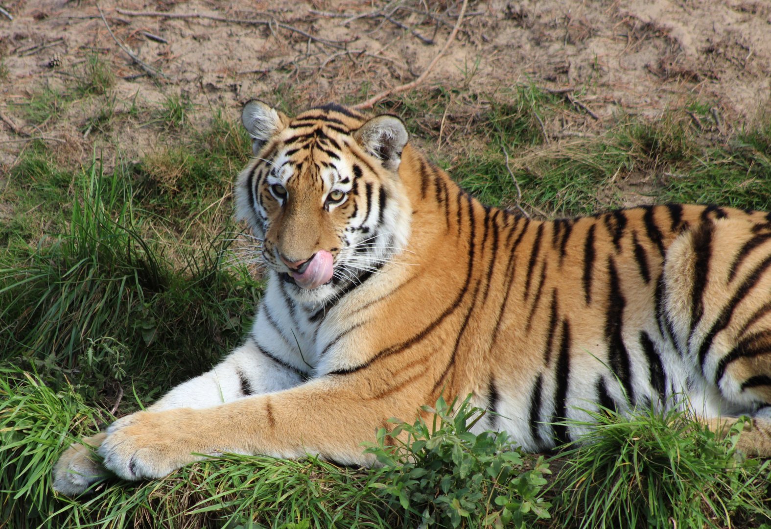 Amur tiger