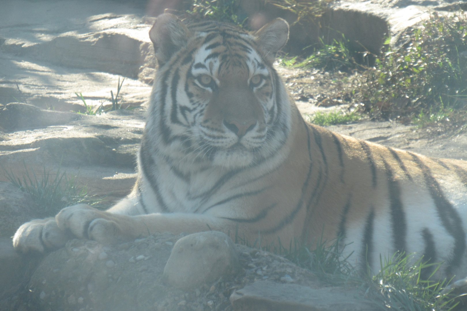 Amur tiger