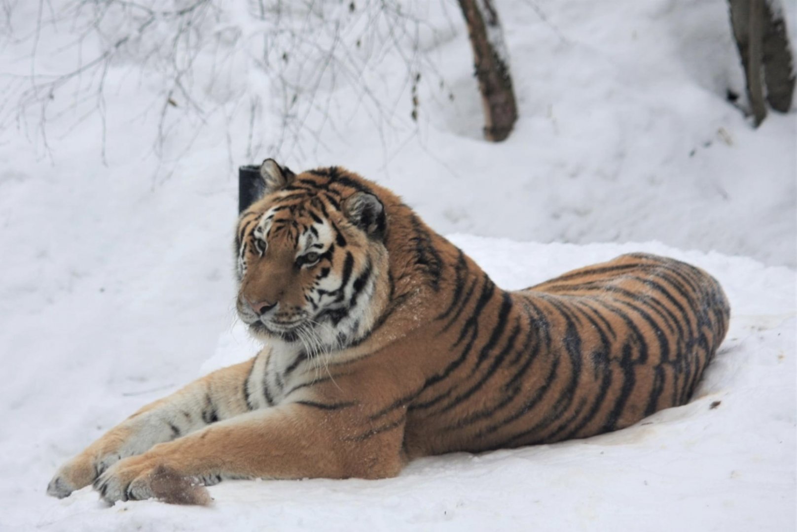 Amur Tiger