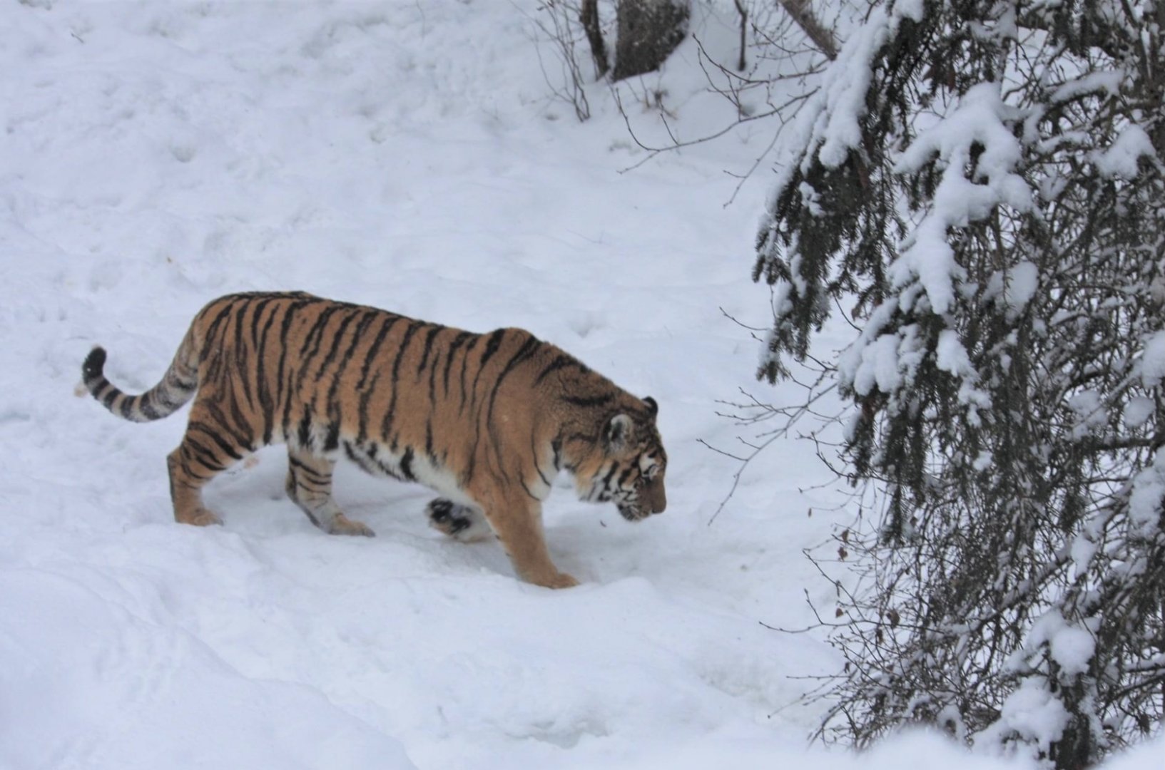 Amur Tiger
