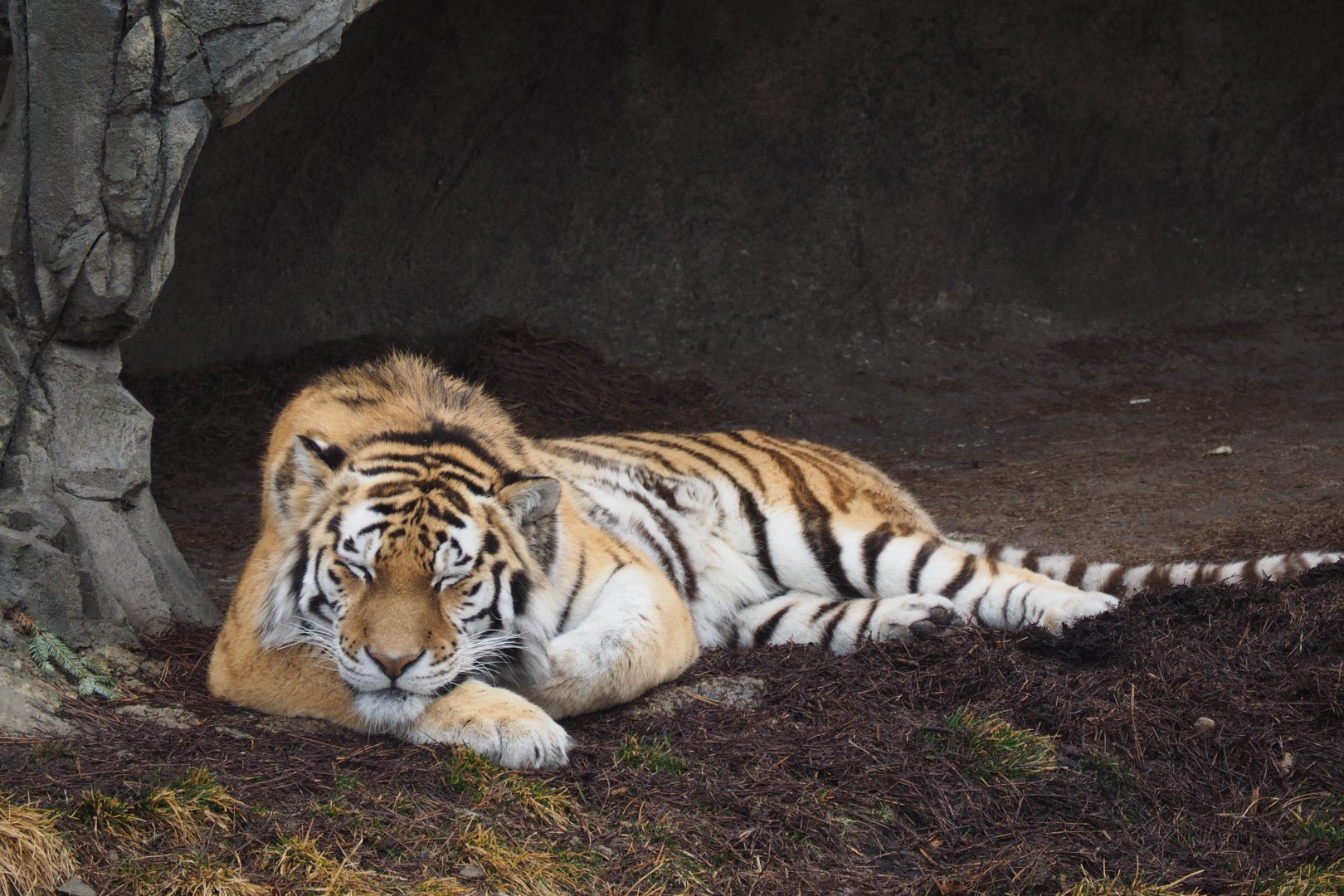 Amur Tiger