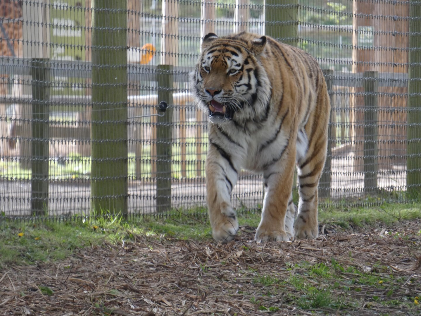 Amur tiger