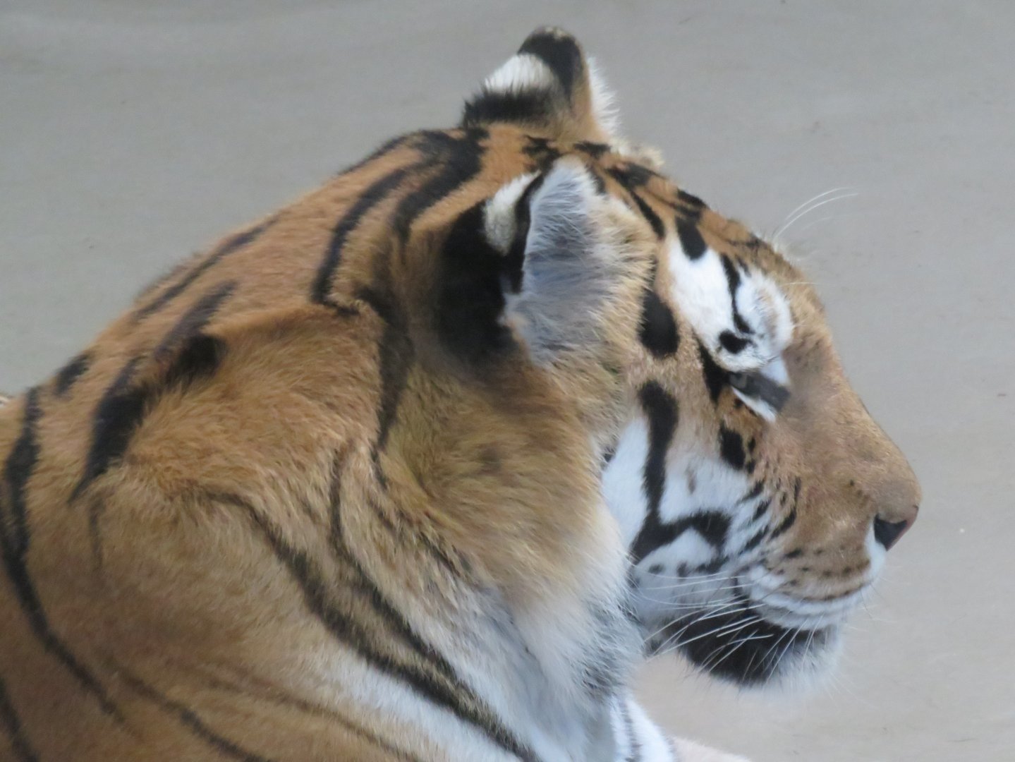 Amur tiger