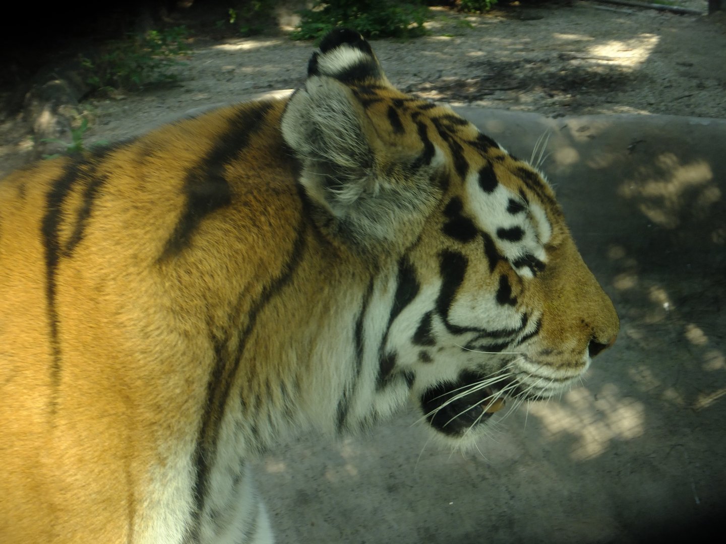 Amur tiger
