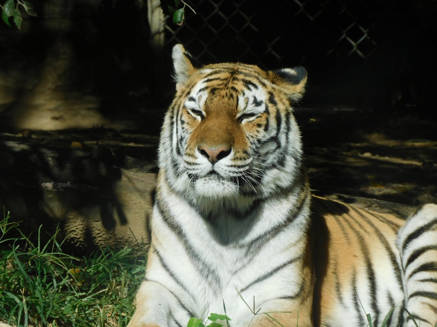 Amur tiger