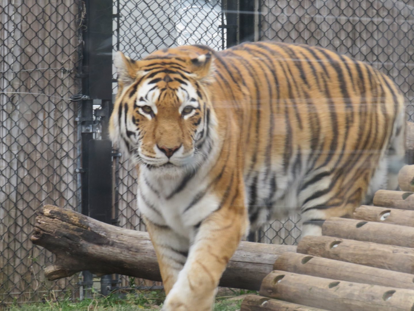 Amur tiger