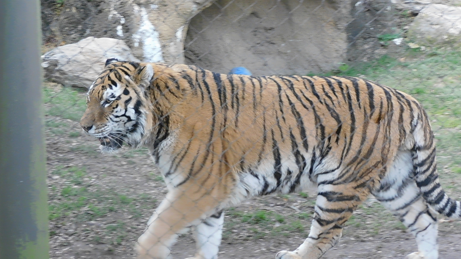 Amur tiger
