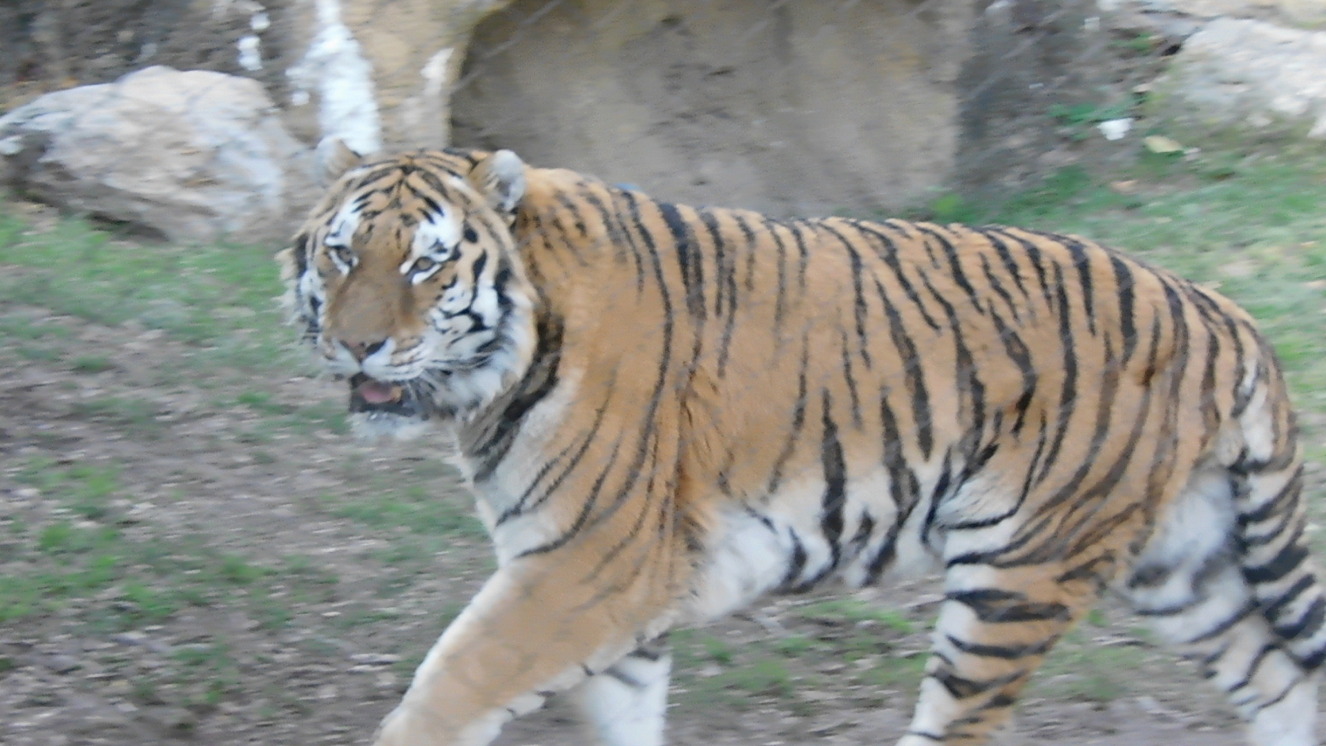 Amur tiger