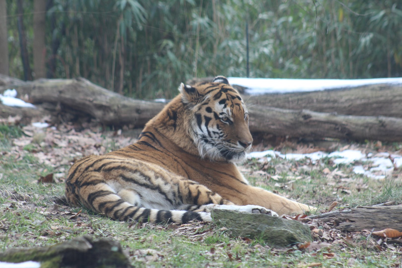 Amur Tiger