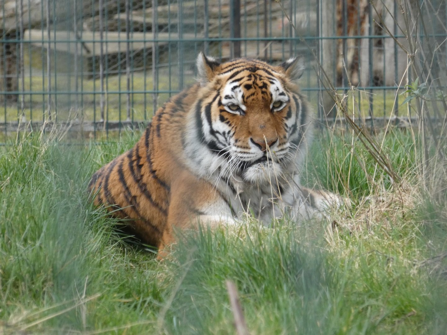 Amur tiger