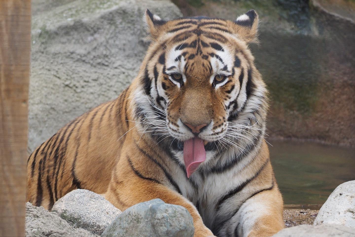 Amur tiger