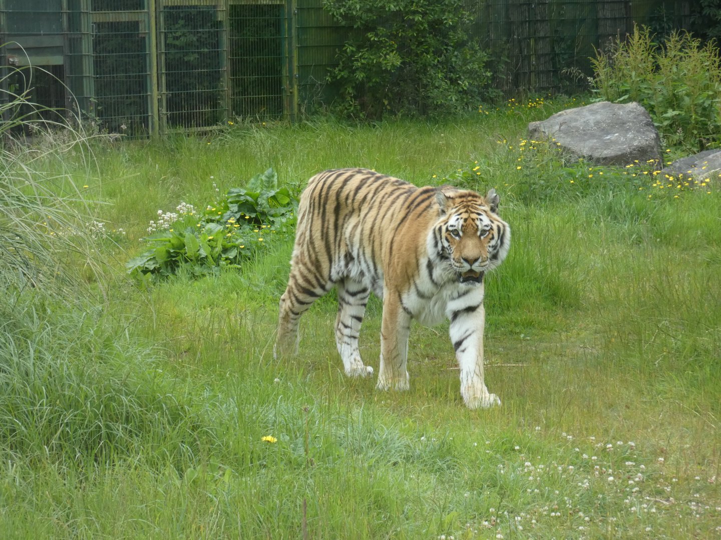 Amur tiger