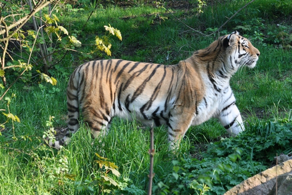 Amur Tiger