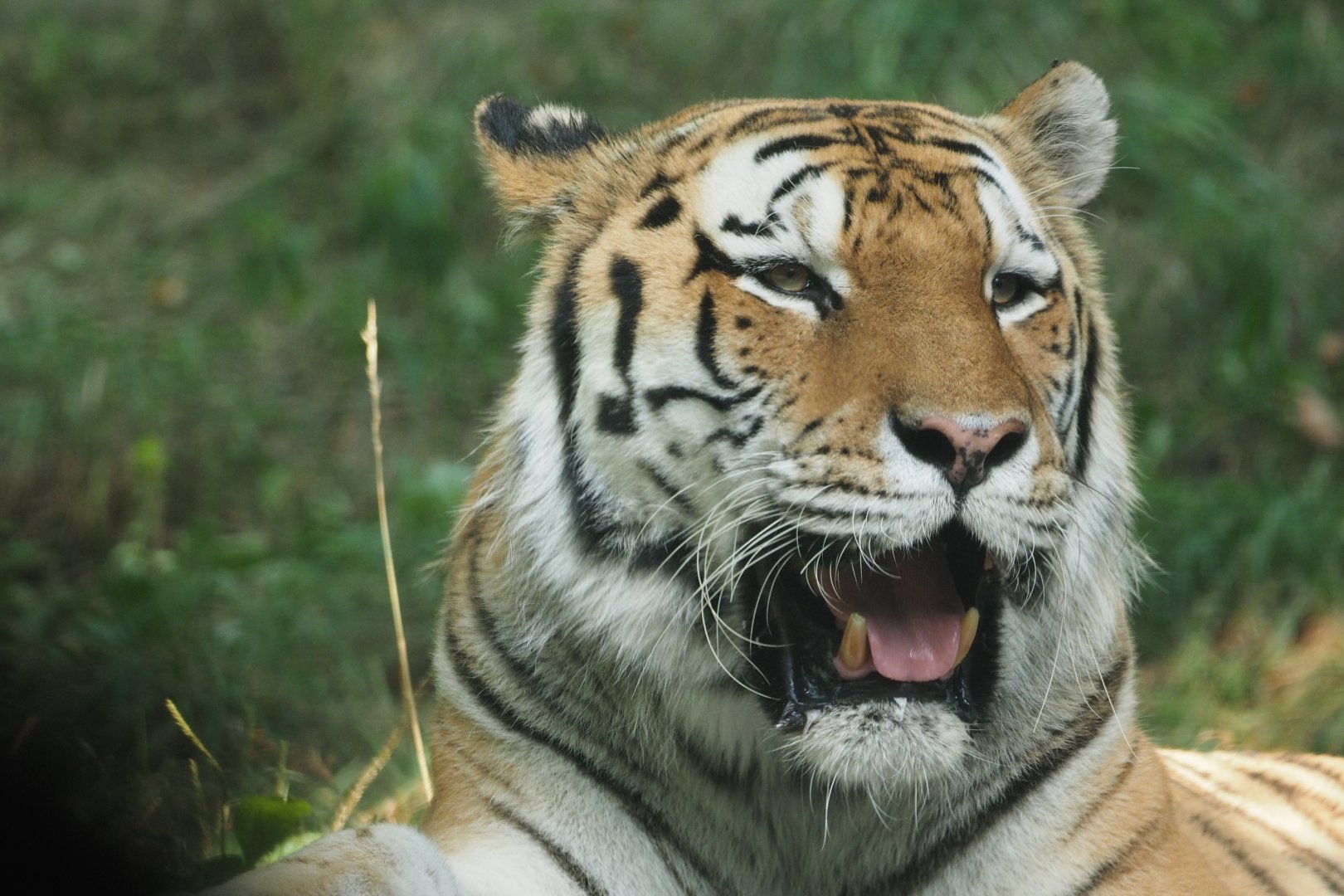 Amur tiger