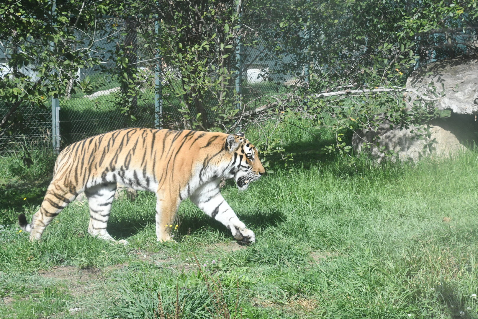 Amur Tiger