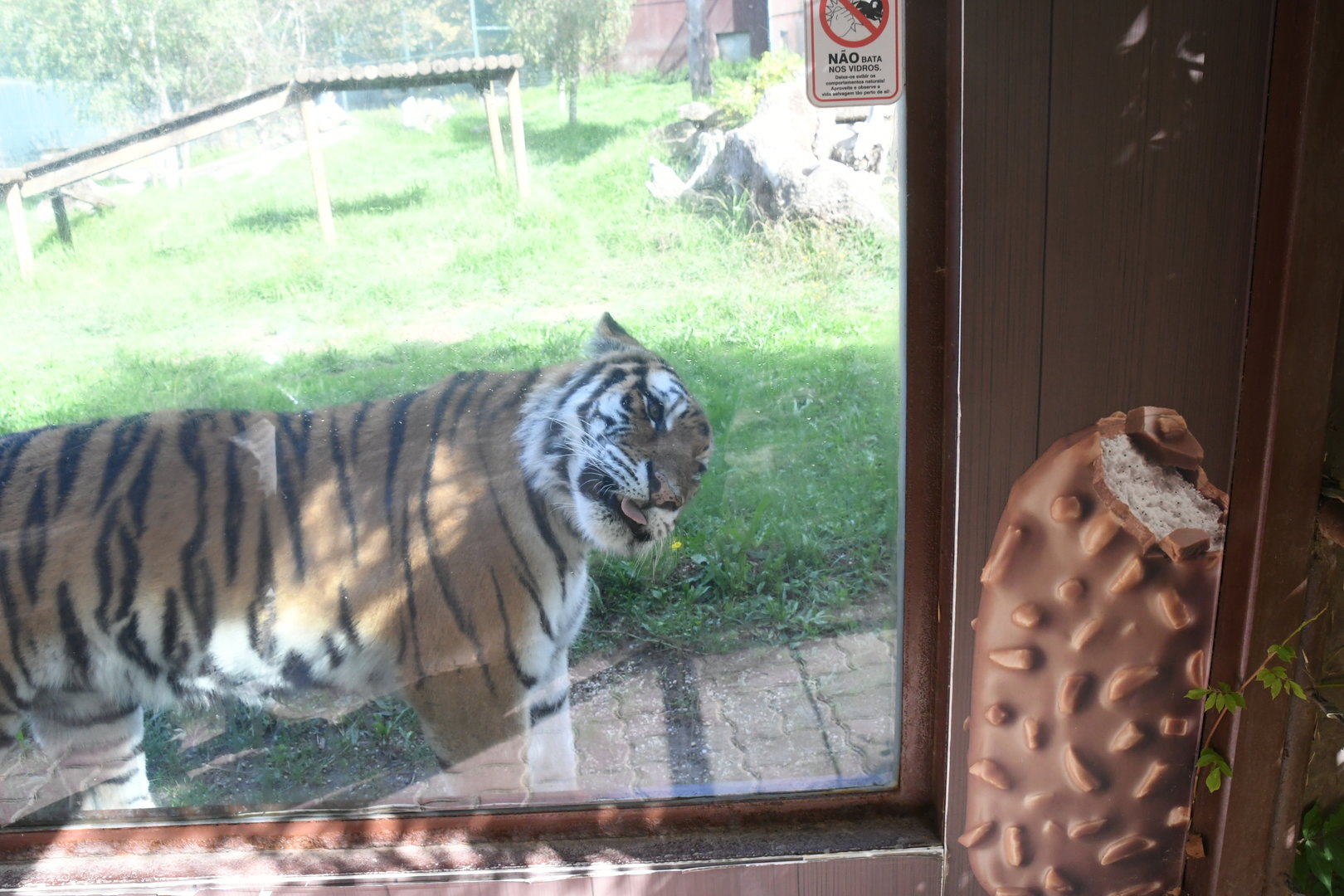 Amur Tiger