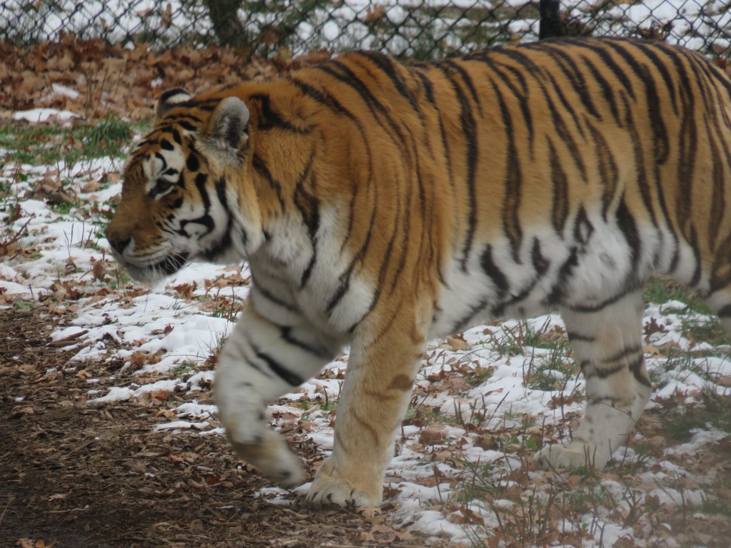 Amur tiger