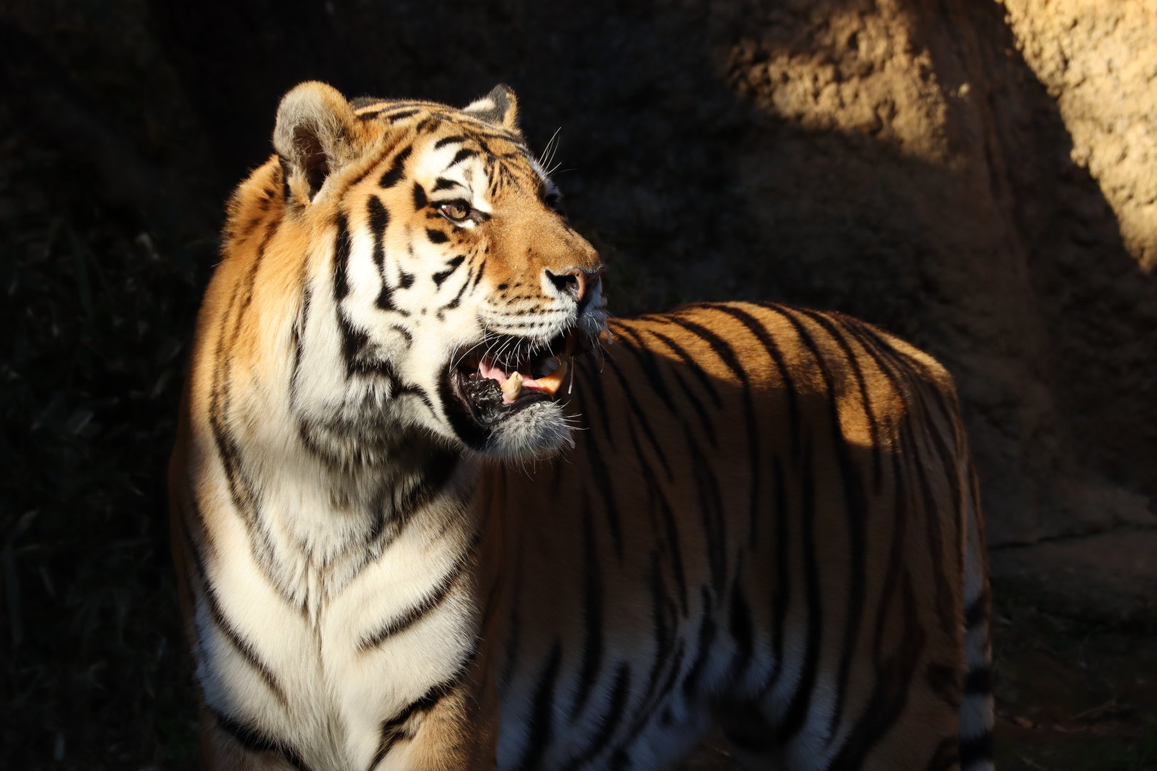 Amur Tiger