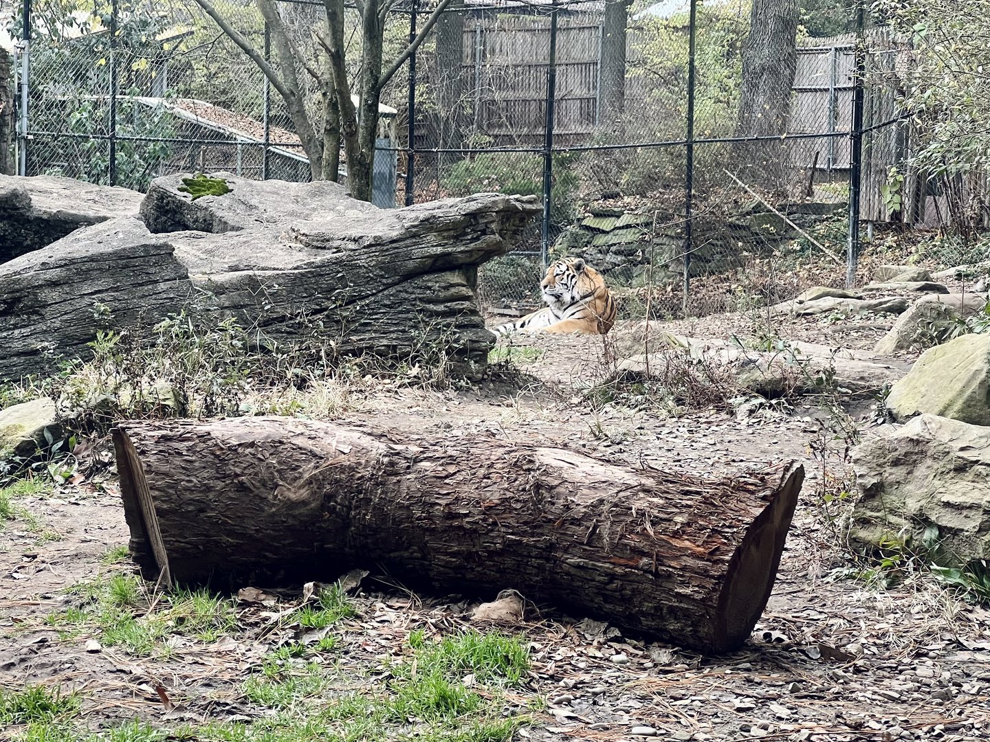 Amur Tiger