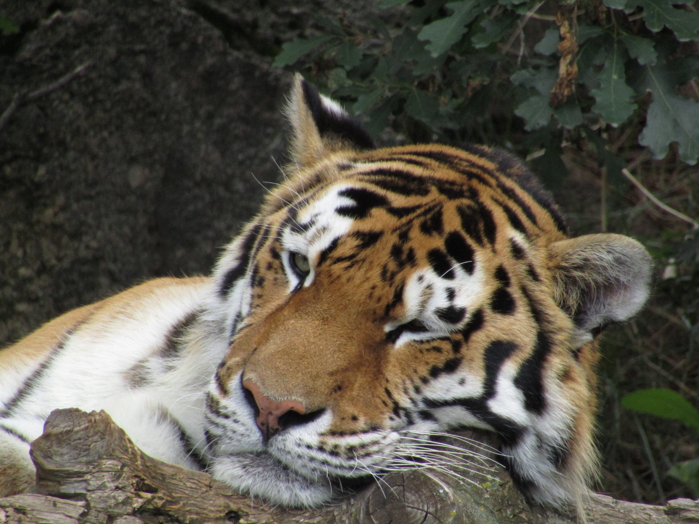 Amur Tiger