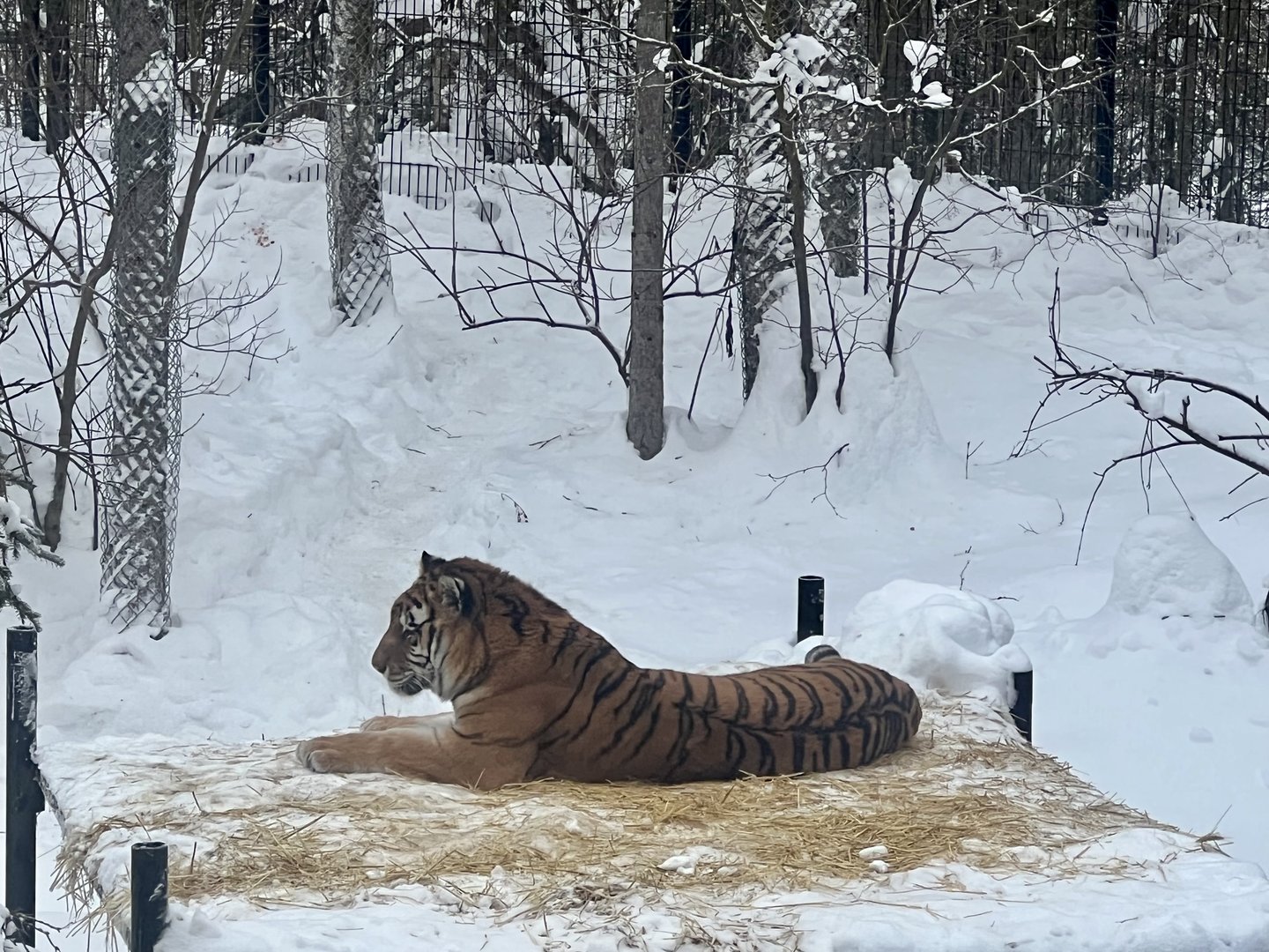Amur Tiger