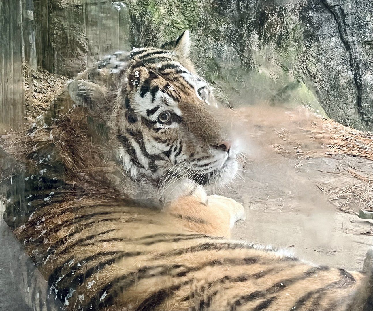 Amur Tiger