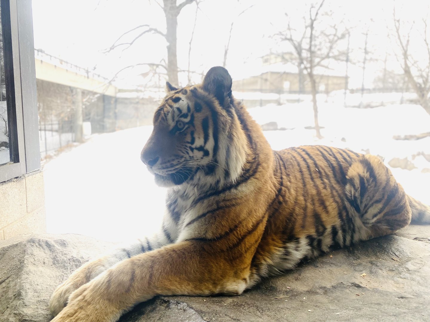 Amur Tiger