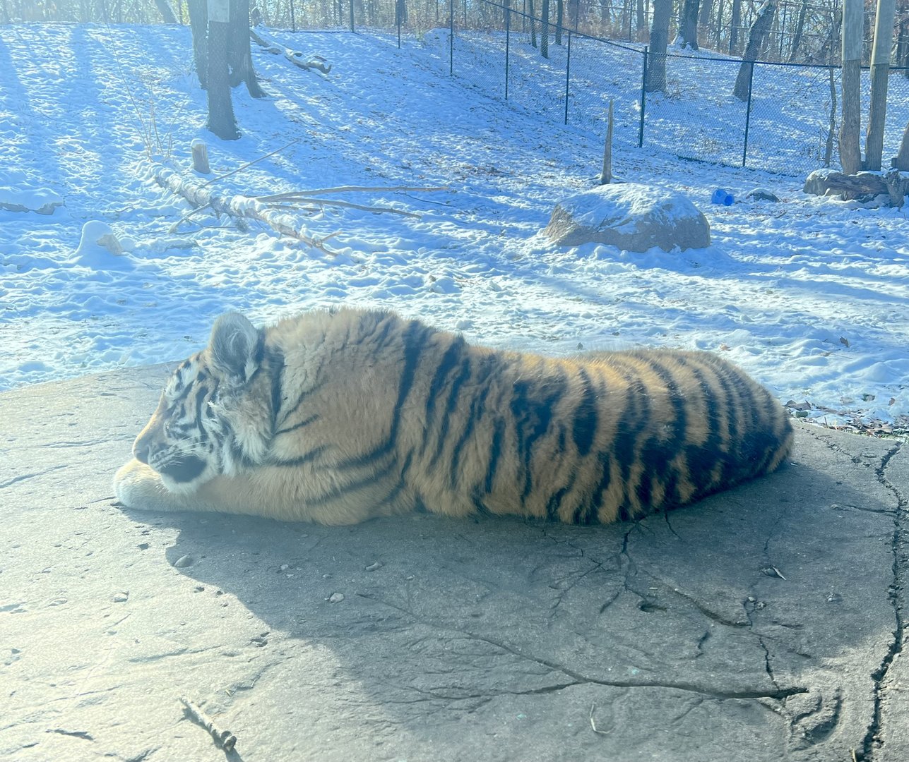 Amur Tiger