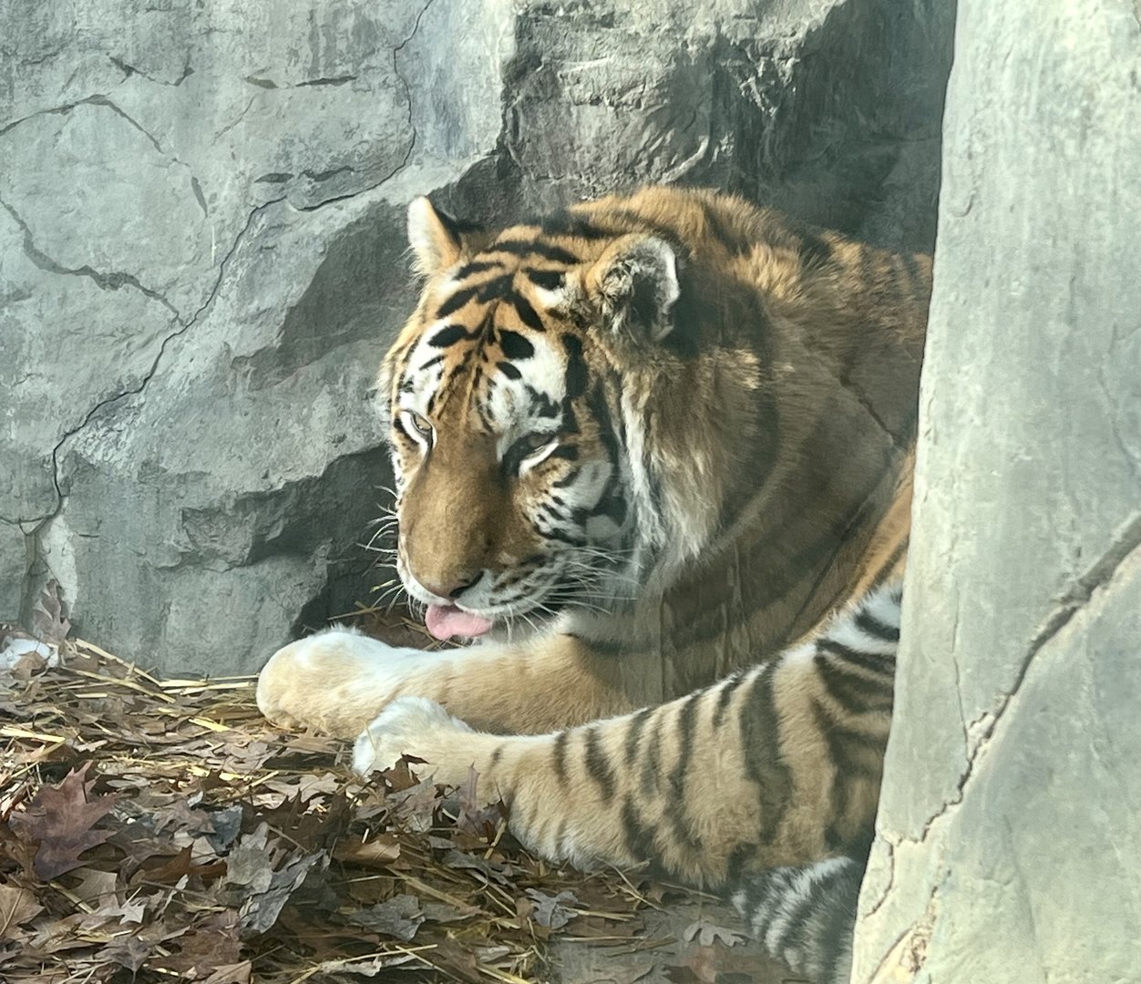 Amur Tiger