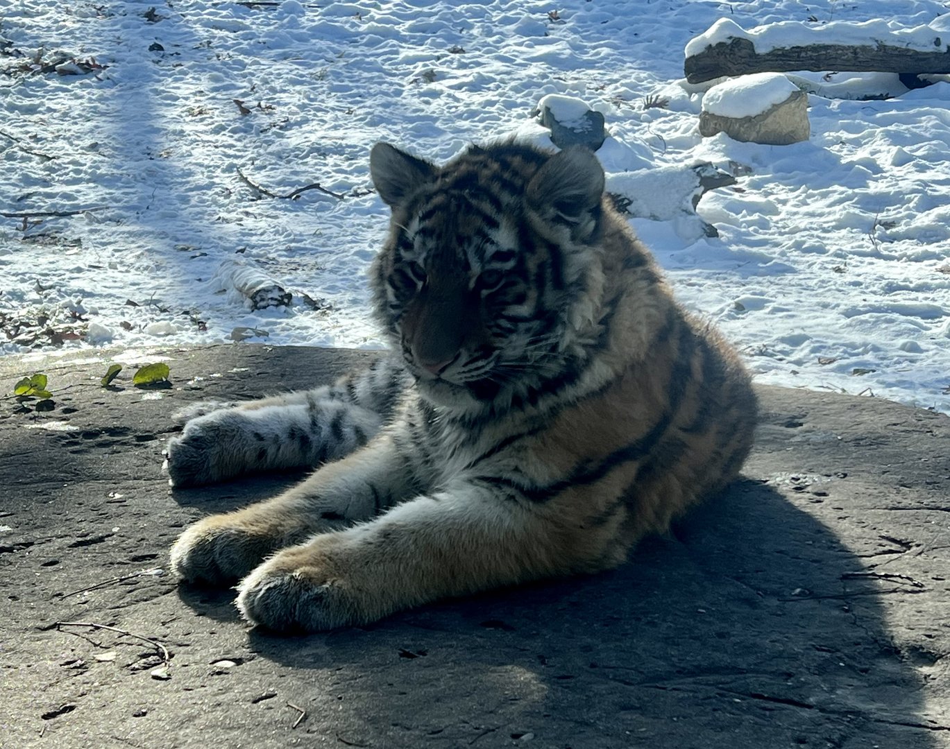 Amur Tiger